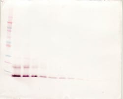 Invitrogen MCP-4 Polyclonal Antibody, Biotin, PeproTech , Invitrogen 50