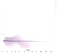 Invitrogen PF4 Polyclonal Antibody, Biotin, PeproTech , Invitrogen 500