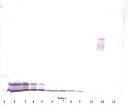 Invitrogen PF4 Polyclonal Antibody, Biotin, PeproTech , Invitrogen 500