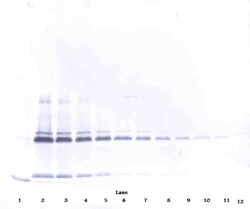 Invitrogen IL-17A Polyclonal Antibody, PeproTech , Invitrogen 100 &mu;g;