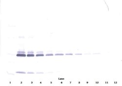 IL-17A Polyclonal Antibody, PeproTech , Invitrogen:Antibodies:Primary Antibodies