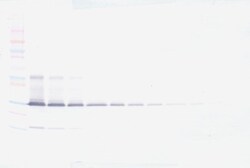IL-17A Polyclonal Antibody, Biotin, PeproTech , Invitrogen:Antibodies:Primary