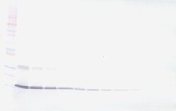 IL-17A Polyclonal Antibody, Biotin, PeproTech , Invitrogen:Antibodies:Primary