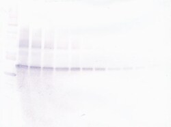 Invitrogen VEGF-165 Polyclonal Antibody, PeproTech , Invitrogen 100 &mu;g;