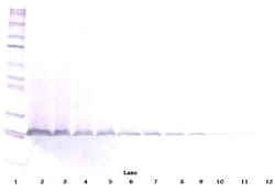PeproTech Neurturin Polyclonal Antibody, PeproTech , Invitrogen 1 mg; Unconjugated:Antibodies,