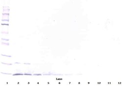 PeproTech Neurturin Polyclonal Antibody, PeproTech , Invitrogen 1 mg; Unconjugated:Antibodies,