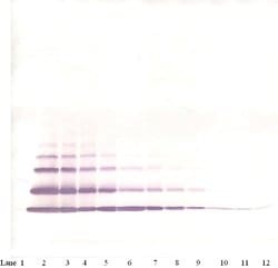 CXCL2 Polyclonal Antibody, Biotin, PeproTech , Invitrogen:Antibodies:Primary