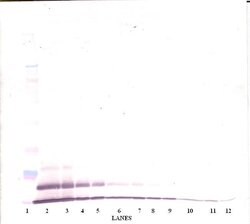 PeproTech CXCL3 Polyclonal Antibody, PeproTech , Invitrogen 100 &mu;g;