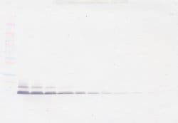 CCL14 Polyclonal Antibody, Biotin, PeproTech , Invitrogen:Antibodies:Primary