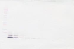 CCL14 Polyclonal Antibody, Biotin, PeproTech , Invitrogen:Antibodies:Primary