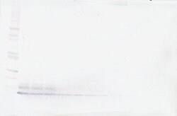 MDC Polyclonal Antibody, Biotin, PeproTech , Invitrogen:Antibodies:Primary