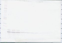 MDC Polyclonal Antibody, Biotin, PeproTech , Invitrogen:Antibodies:Primary