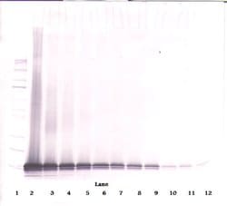CCL21 Polyclonal Antibody, Biotin, PeproTech , Invitrogen:Antibodies:Primary