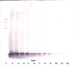 CCL21 Polyclonal Antibody, Biotin, PeproTech , Invitrogen:Antibodies:Primary