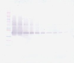 PeproTech VEGF-165 Polyclonal Antibody, Biotin, PeproTech , Invitrogen