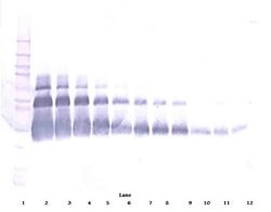 VEGF-165 Polyclonal Antibody, PeproTech , Invitrogen:Antibodies:Primary