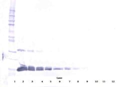 VEGF-165 Polyclonal Antibody, PeproTech , Invitrogen:Antibodies:Primary