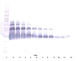 Invitrogen VEGF-165 Polyclonal Antibody, Biotin, PeproTech , Invitrogen