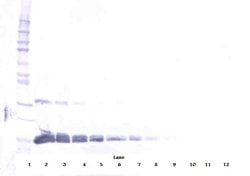 Invitrogen VEGF-165 Polyclonal Antibody, Biotin, PeproTech , Invitrogen