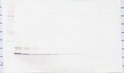 Invitrogen CCL1 Polyclonal Antibody, PeproTech , Invitrogen 100 &mu;g;
