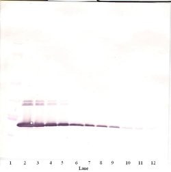 IL-2 Polyclonal Antibody, PeproTech , Invitrogen:Antibodies:Primary Antibodies
