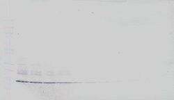 PeproTech CCL6 Polyclonal Antibody, Biotin, PeproTech , Invitrogen 500