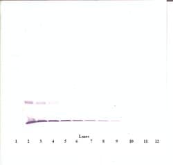 Invitrogen MCP-1 Polyclonal Antibody, PeproTech , Invitrogen 50 &mu;g;