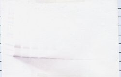 PeproTech CCL21 Polyclonal Antibody, PeproTech , Invitrogen 1 mg; Unconjugated:Antibodies,