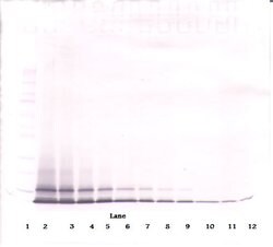 PeproTech CXCL1 Polyclonal Antibody, PeproTech , Invitrogen 50 &mu;g | Buy Online | PeproTech | Fisher Scientific