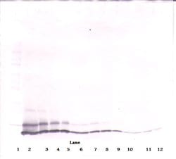 CXCL1 Polyclonal Antibody, Biotin, PeproTech , Invitrogen:Antibodies:Primary