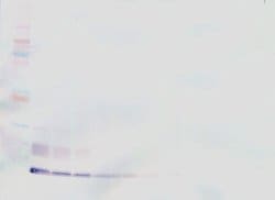 PeproTech MCP-3 Polyclonal Antibody, PeproTech , Invitrogen 100 &mu;g;