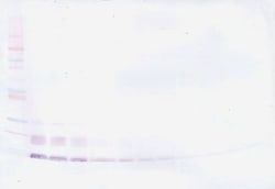PeproTech MCP-3 Polyclonal Antibody, Biotin, PeproTech , Invitrogen 500