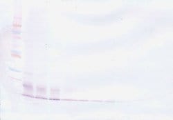 PeproTech MCP-3 Polyclonal Antibody, Biotin, PeproTech , Invitrogen 500