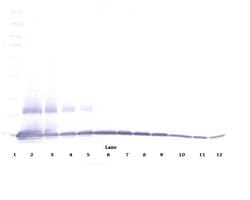 Invitrogen MIP-1 gamma Polyclonal Antibody, PeproTech , Invitrogen 100