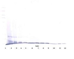 Invitrogen MIP-1 gamma Polyclonal Antibody, PeproTech , Invitrogen 100