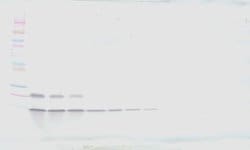 PeproTech MIP-1 gamma Polyclonal Antibody, Biotin, PeproTech , Invitrogen:Anticorps:Anticorps