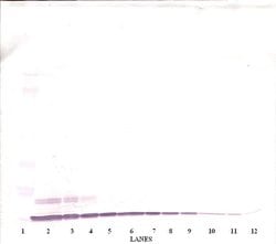 Invitrogen CXCL6 Polyclonal Antibody, Biotin, PeproTech , Invitrogen 500