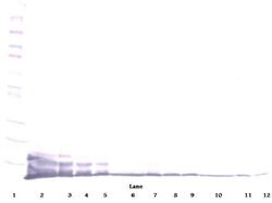 Invitrogen CXCL6 Polyclonal Antibody, Biotin, PeproTech , Invitrogen 500