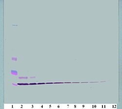 Invitrogen CCL3 Polyclonal Antibody, PeproTech , Invitrogen 1 mg; Unconjugated:Antibodies,