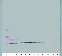 Invitrogen CCL3 Polyclonal Antibody, Biotin, PeproTech , Invitrogen 25