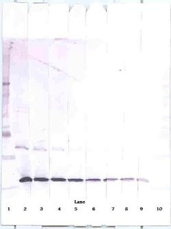 Invitrogen CCL3 Polyclonal Antibody, Biotin, PeproTech , Invitrogen 25