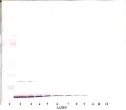 Invitrogen IFN gamma Polyclonal Antibody, Biotin, PeproTech , Invitrogen