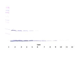Invitrogen IFN gamma Polyclonal Antibody, Biotin, PeproTech , Invitrogen