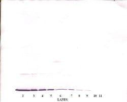 Invitrogen IFN gamma Polyclonal Antibody, Biotin, PeproTech , Invitrogen
