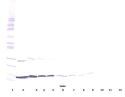 Invitrogen IFN gamma Polyclonal Antibody, Biotin, PeproTech , Invitrogen