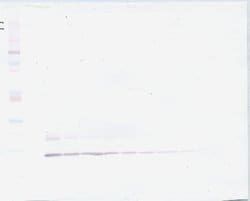 PeproTech MIP-1 delta Polyclonal Antibody, PeproTech , Invitrogen 50 &mu;g;