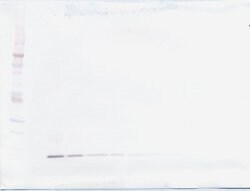 PeproTech MIP-1 delta Polyclonal Antibody, PeproTech , Invitrogen 50 &mu;g;