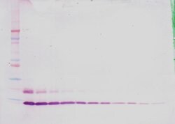 Invitrogen MIP-1 delta Polyclonal Antibody, Biotin, PeproTech , Invitrogen