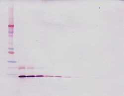 Invitrogen MIP-1 delta Polyclonal Antibody, Biotin, PeproTech , Invitrogen