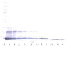 Invitrogen CCL23 Polyclonal Antibody, PeproTech , Invitrogen 1 mg; Unconjugated:Antibodies,